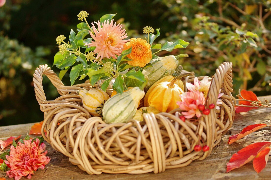 Herbstlicher Dekokorb mit Dahlien und Zierkürbissen auf Gartentisch
