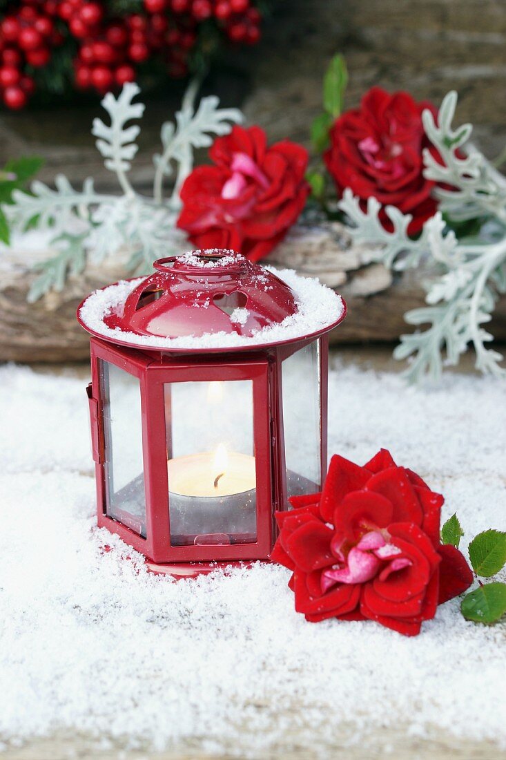 Rote Laterne mit Teelicht und Rosenblüte auf Kunstschnee