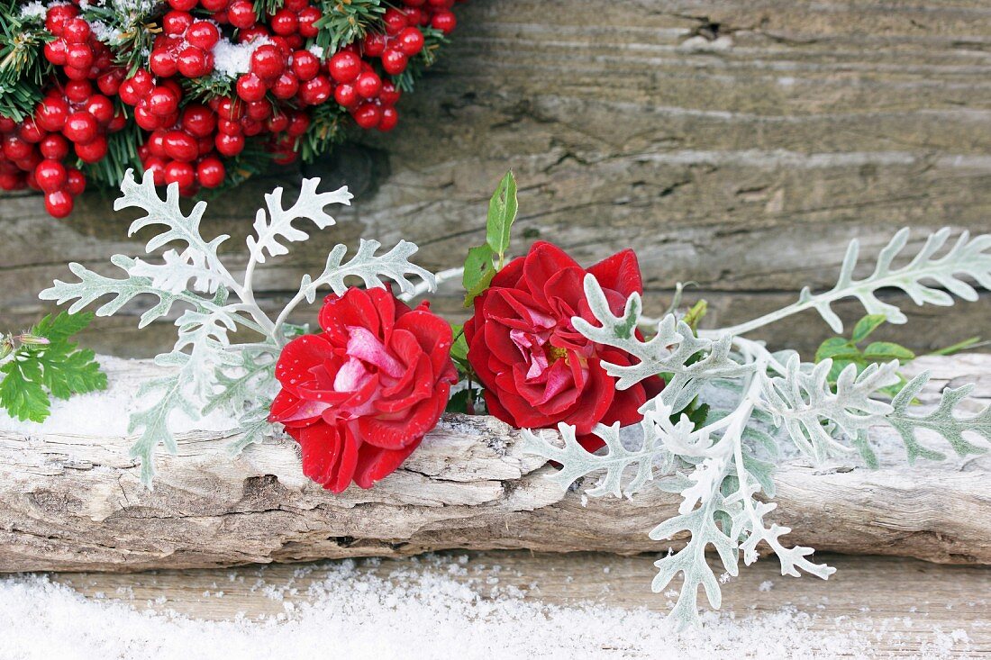 Red roses and sea ragwort (Senecio bicolor) and artificial snow lying on branch