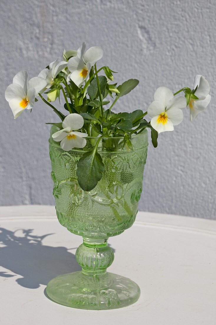 White violas in glass goblet