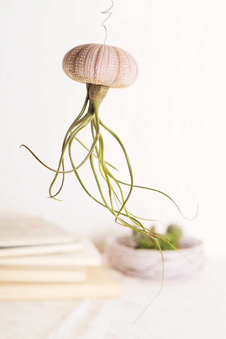 Ornamental jellyfish made from air plant planted upside down in sea urchin test