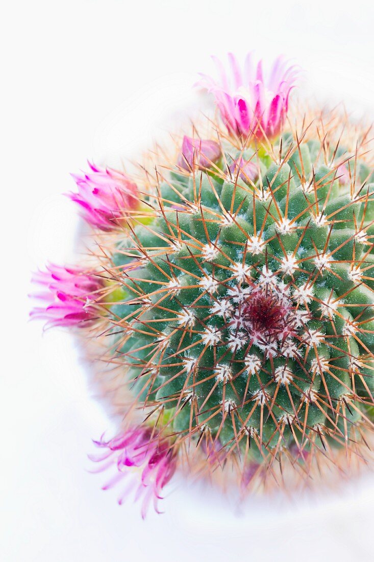 Blühender Kaktus mit pinken Blüten von oben
