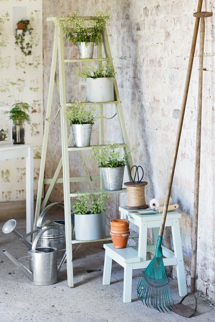 Plants in zinc pots on stepladder and gardening utensils in vintage interior