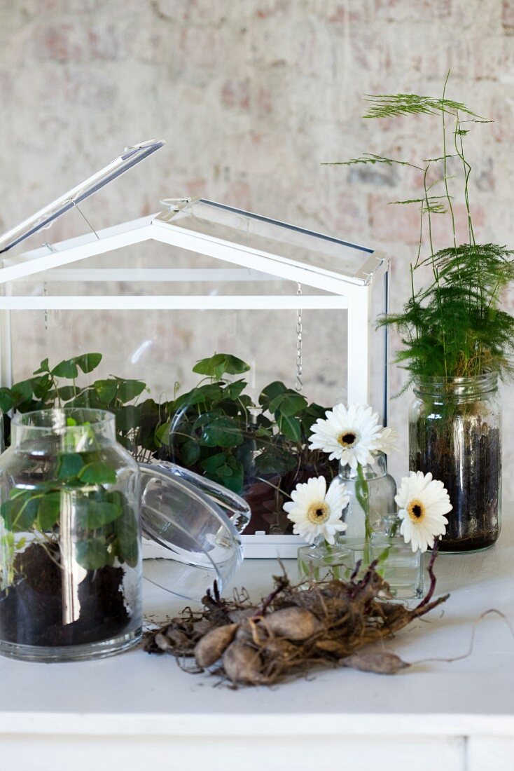 Arrangement mit Miniaturgewächshaus, weißen Gerberablüten in Glasväschen, Blumenzwiebeln und Grünpflanzen
