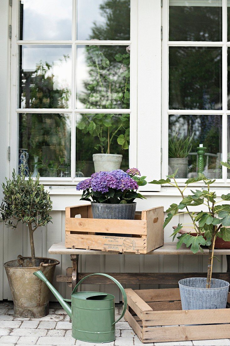 Holzkisten mit Pflanzen vor Sprossenfenster auf der Terrasse