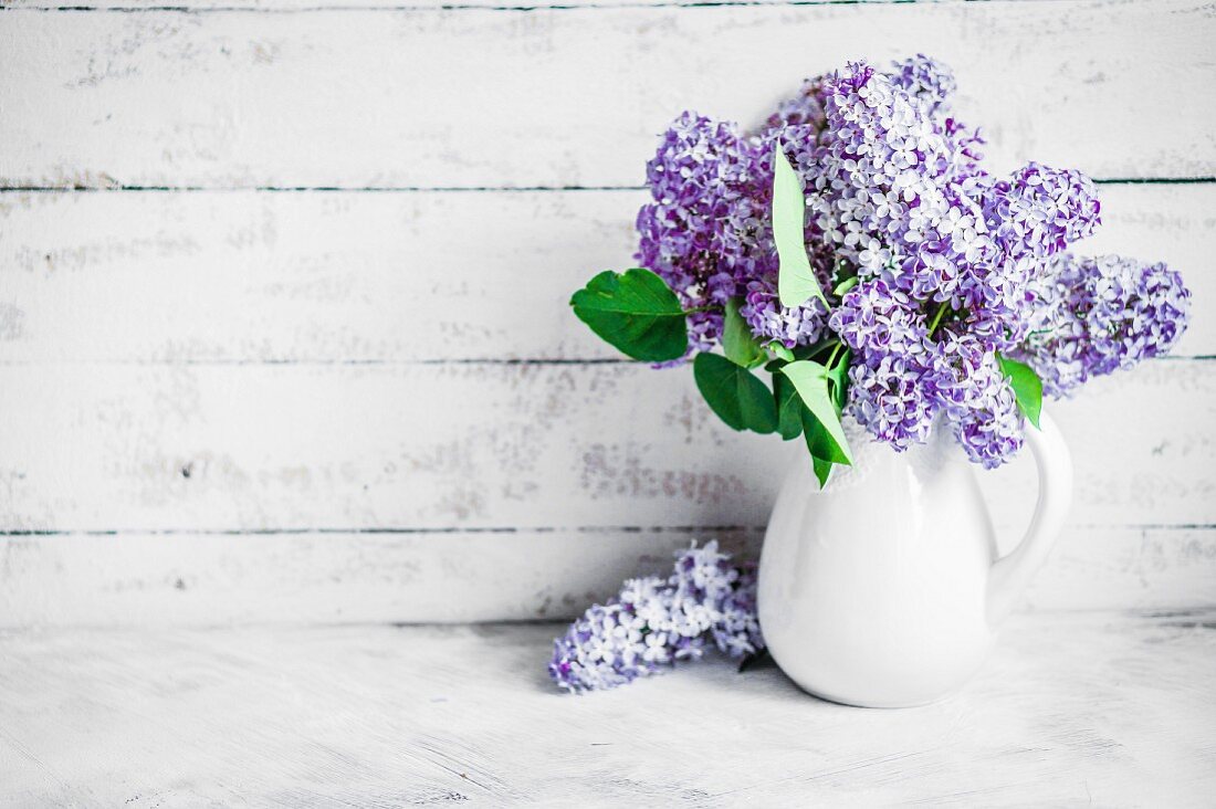Bouquet of lilac in white jug against wooden wall