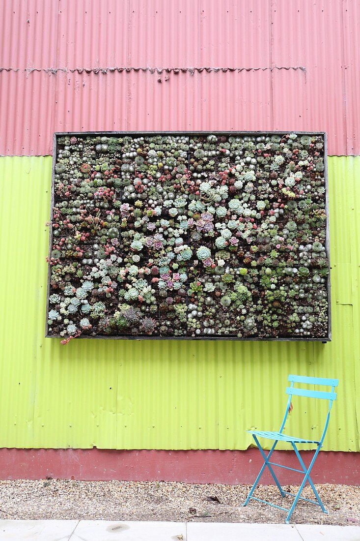 Vertical garden planted with succulents mounted on corrugated metal wall