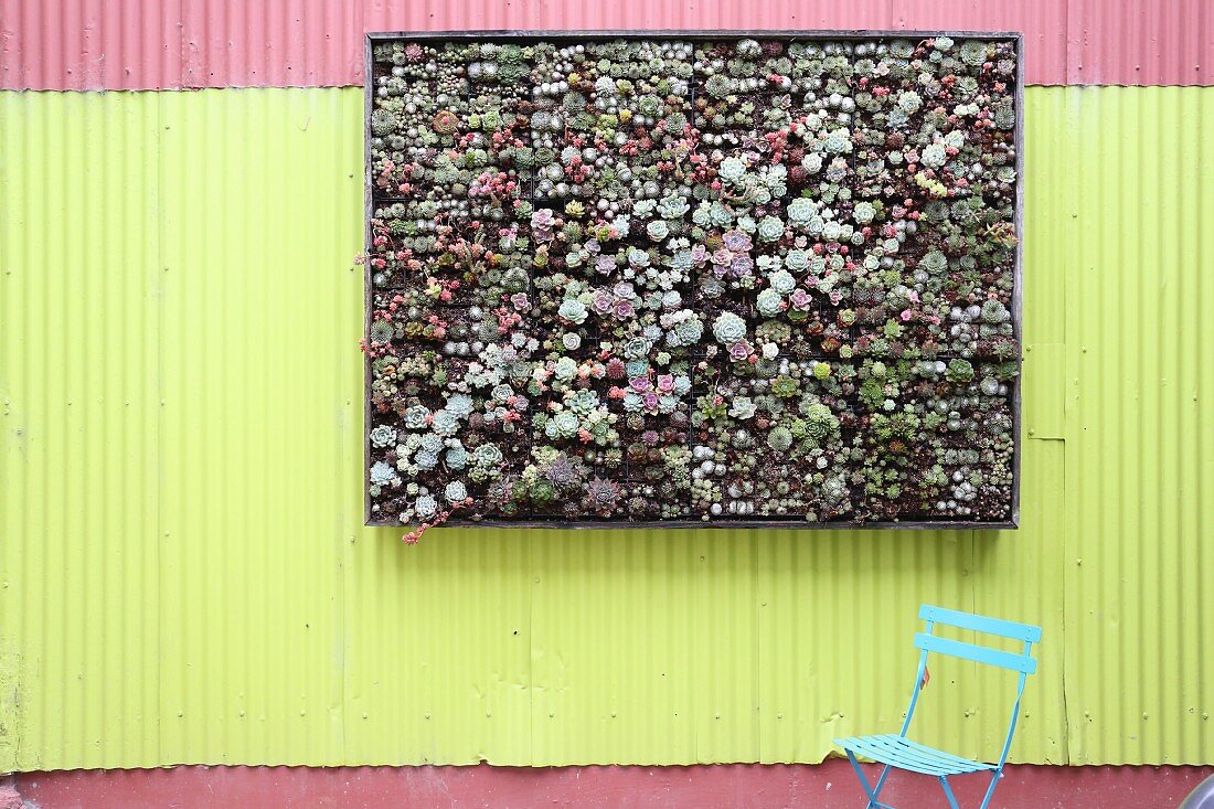 Vertical garden planted with succulents on corrugated metal wall