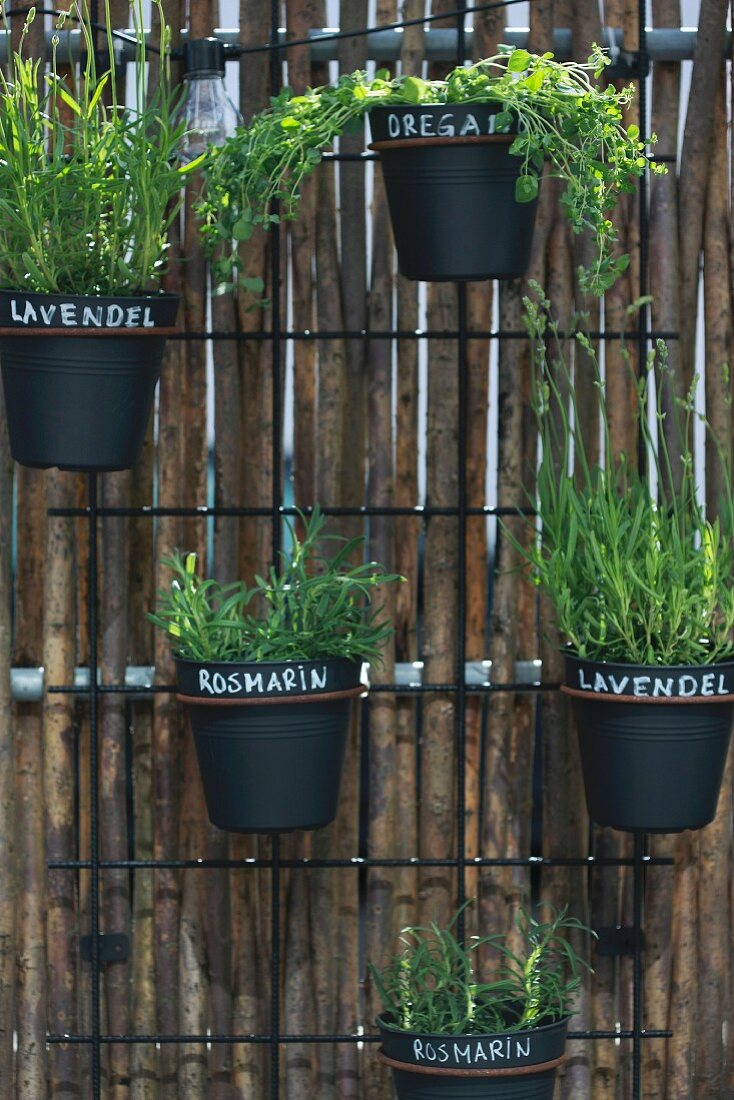 Herbs in black pots with hand-written labels mounted on screen