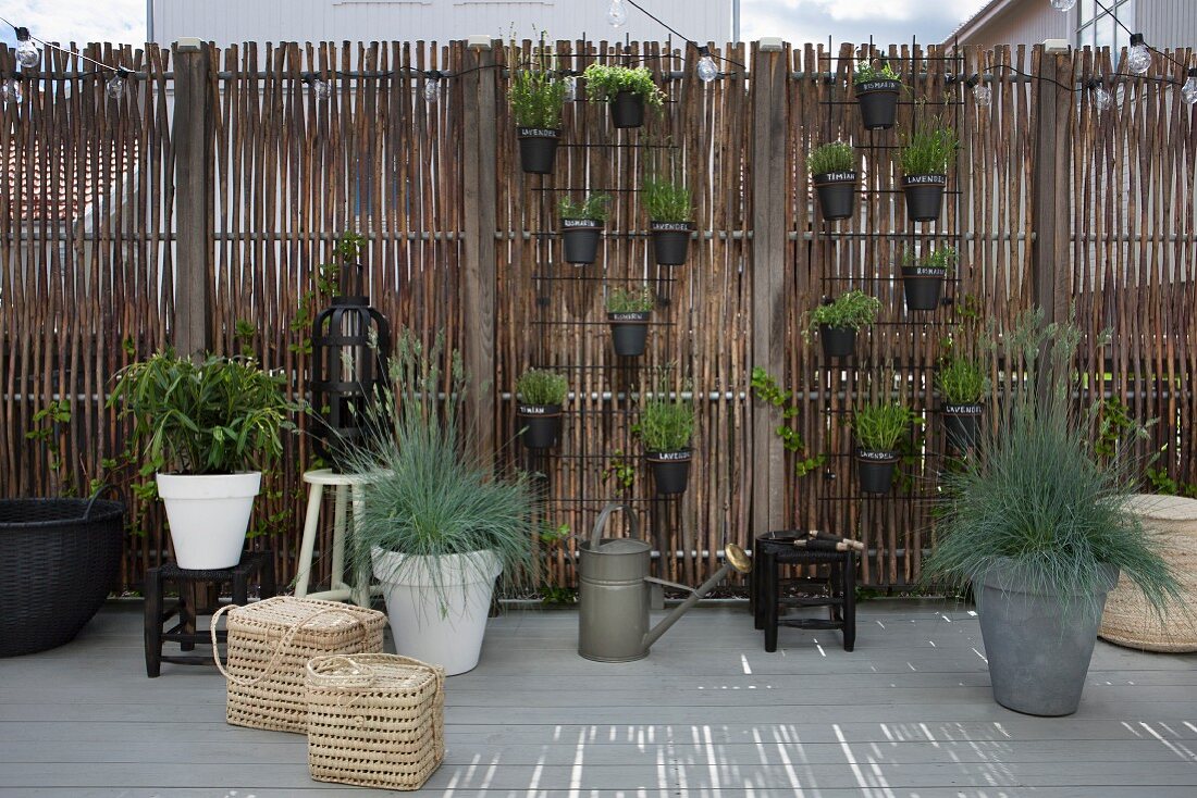 Herbs in black pots mounted on screen and plants on floor and on stools