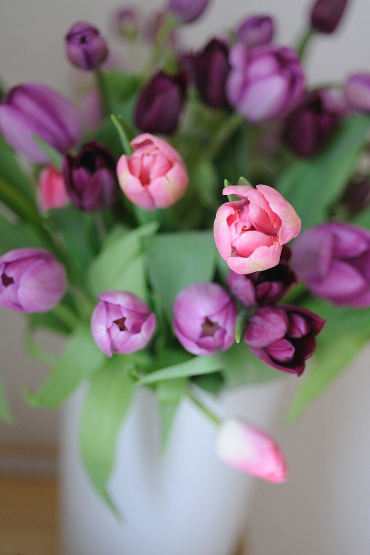 Bouquet of purple and pink tulips