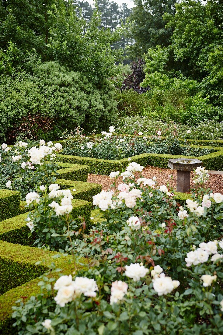 Rose beds in landscaped garden with clipped hedges