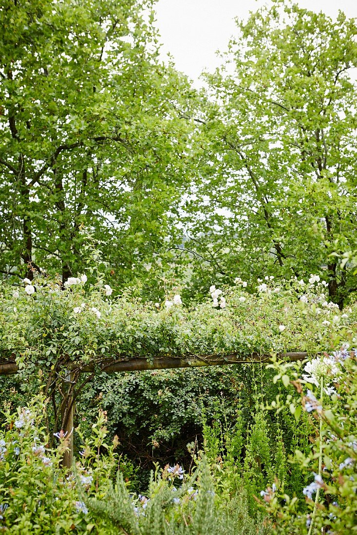 Berankte Holzpergola mit rosablühender Kletterrose in verwunschener Gartenanlage
