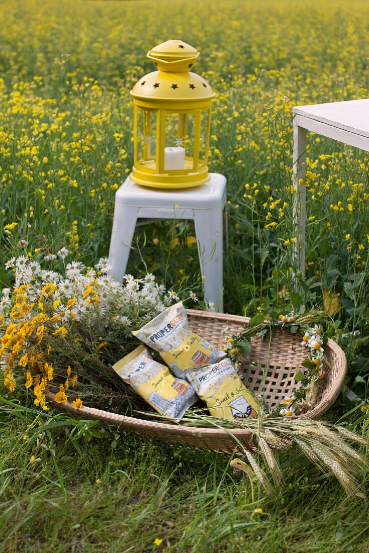 Chamomile, bags of snacks and wreath of flowers in wicker basket in front of yellow lantern on white, metal stool in field of flowering rapeseed