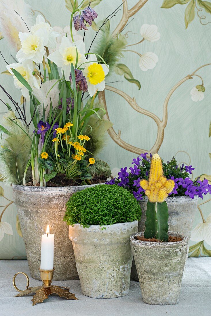 Vintage stone pots of spring flowers and cactus next to lit candle in brass candlestick