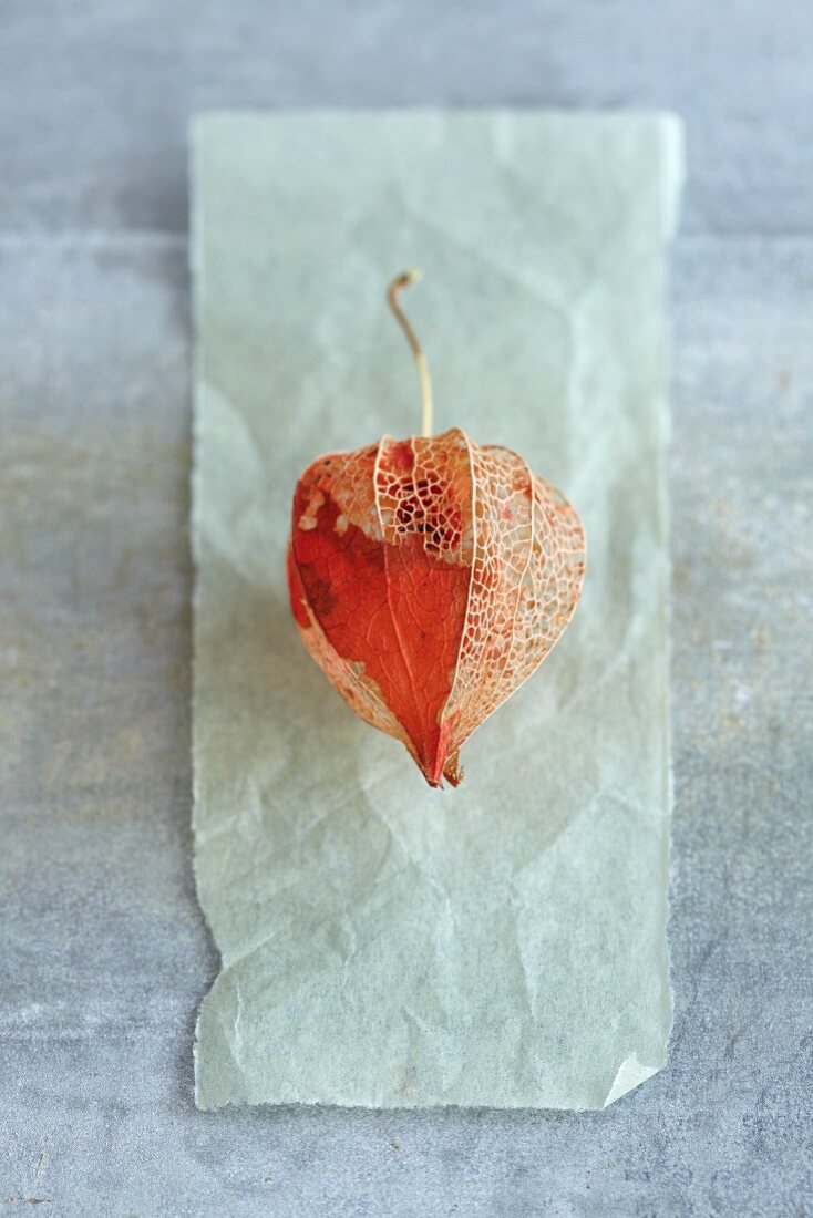 A dried Chinese lantern as a decoration