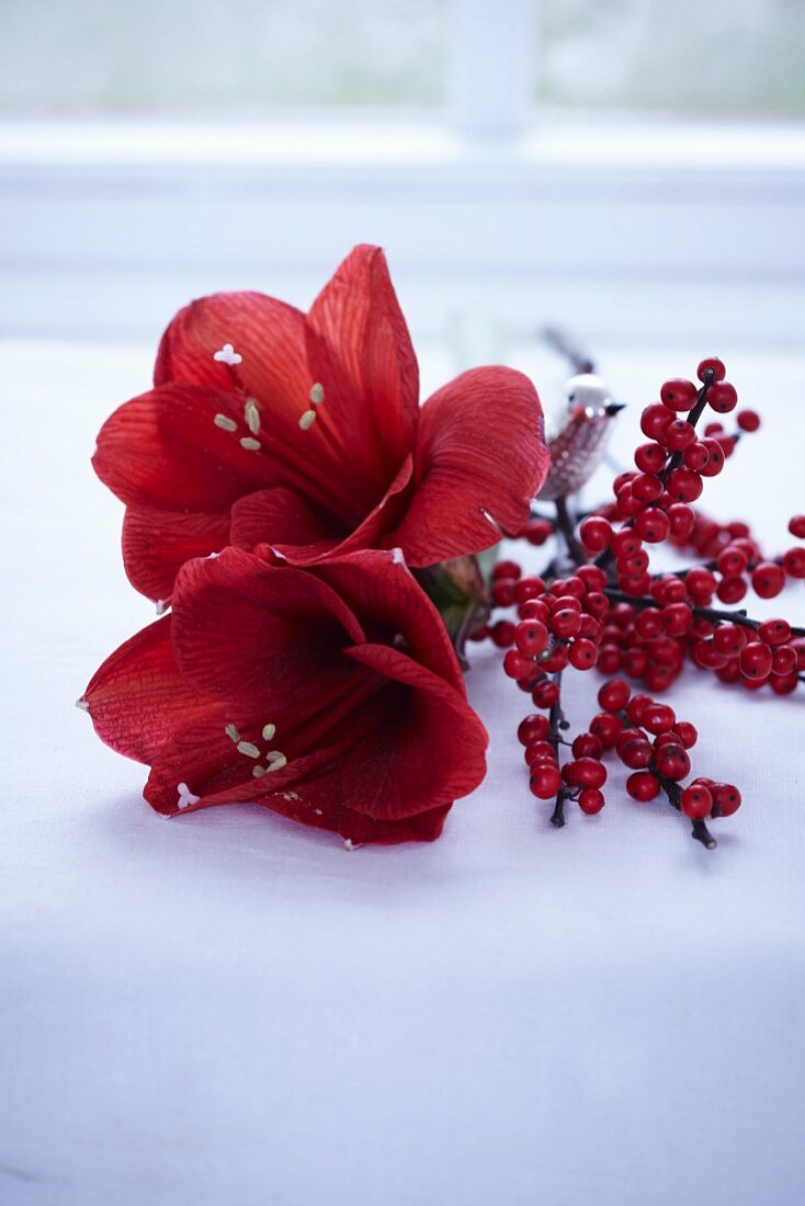 A sprig of holly berries and a red amarillis flower