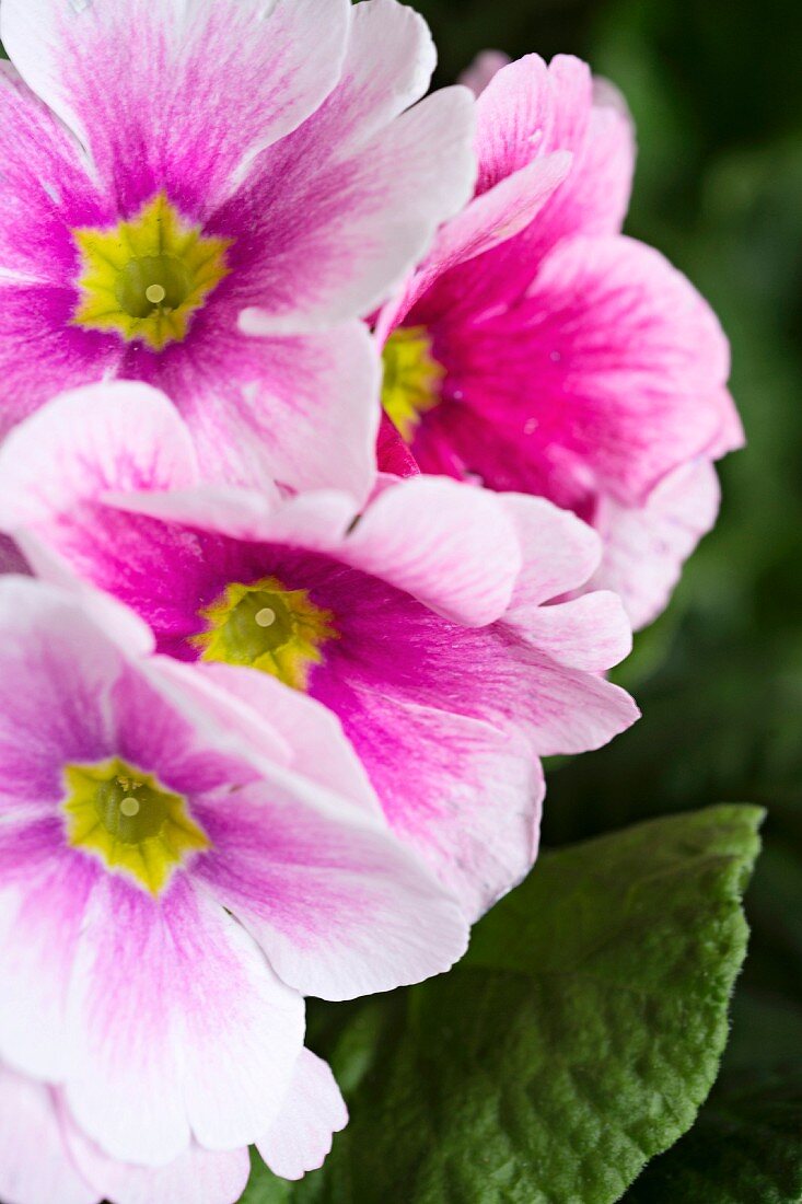 Pink German primroses (close-up)
