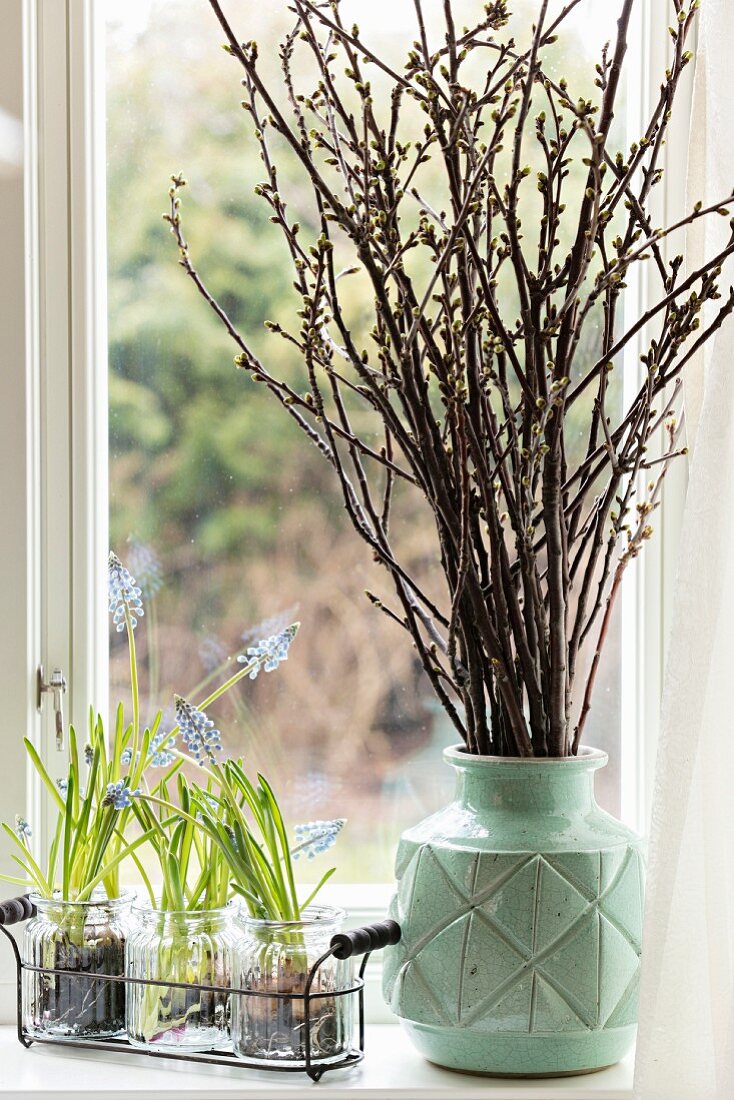 Traubenhyazinthen in Gläsern und Kirschzweige in Vase auf Fensterbank