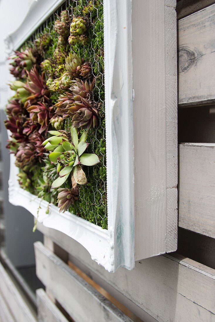 Vertical garden of succulents in picture frame