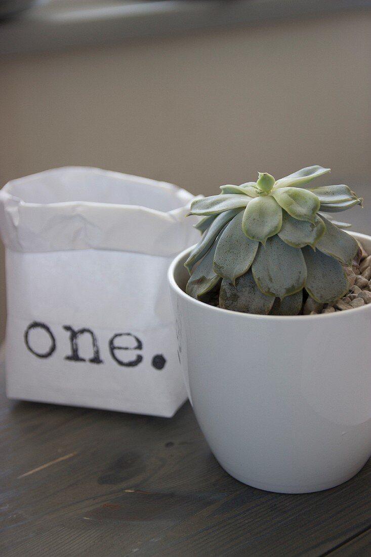 Succulent in white china pot next to printed paper bag