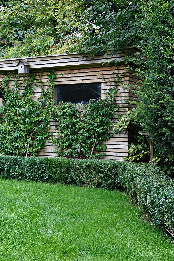 Niedrige Hecke vor verstecktem Gartenhäuschen mit Holzlamellen-Fassade