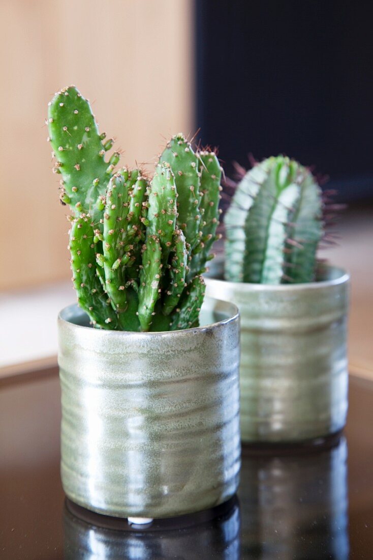 Two cacti in shiny silver pots