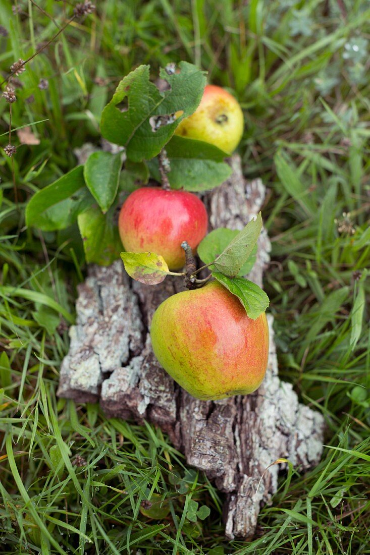 Drei Äpfel von der Streuobstwiese mit Blättern auf einem Stück Birnbaumrinde in einer Wiese