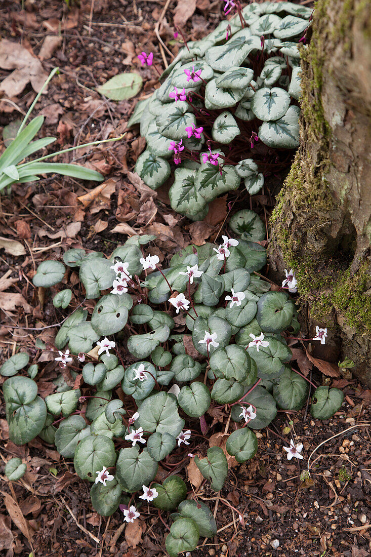 White-flowering and purple-flowering cyclamen growing amongst leaves next to base of tree trunk