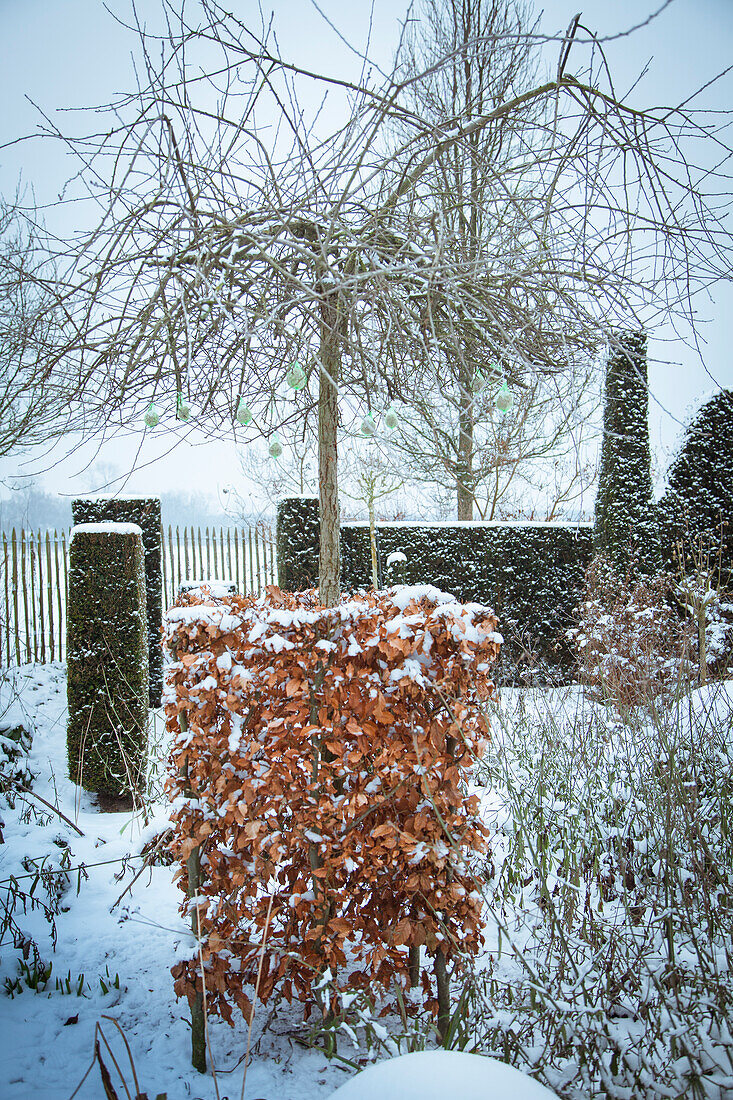 Winter garden with snow-covered plants and trees