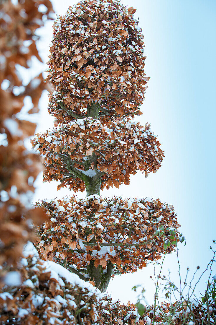 Geschnittener Laubbaum mit Schnee im Winter