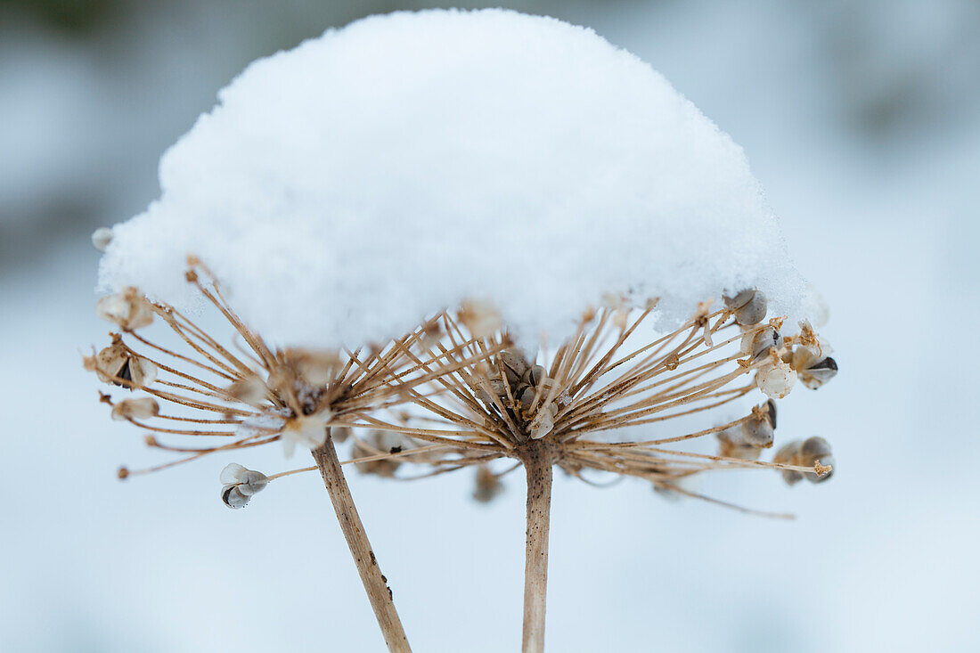 Faded plant covered with snow in winter