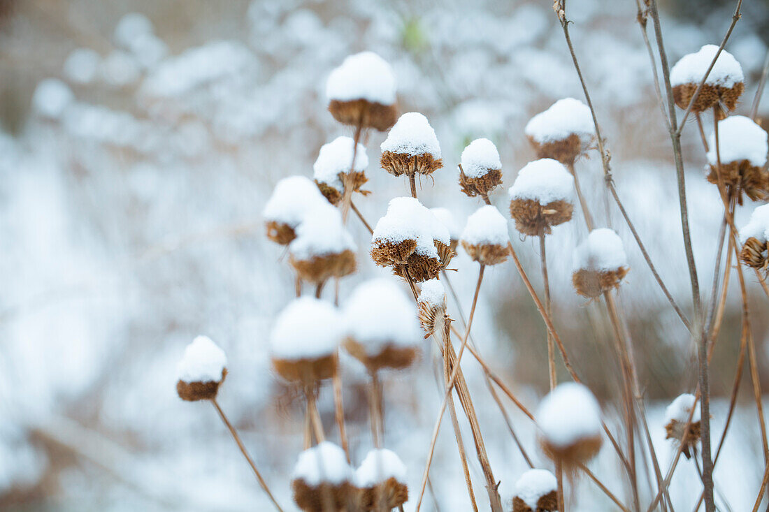 Faded perennials with snow caps in the winter garden