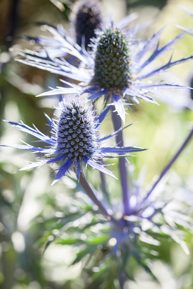 Blaue Blüten der Edeldistel
