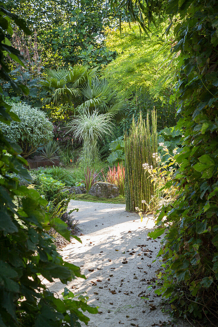 View through green plants into mature summer garden