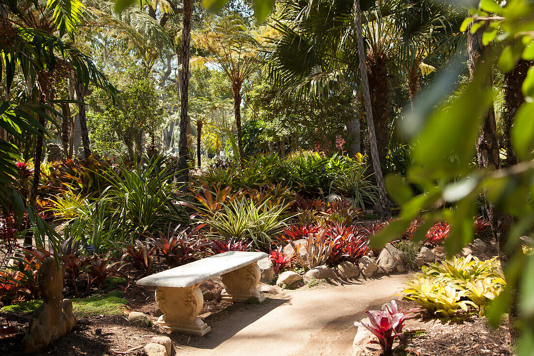 Stone bench, bromeliads and palm trees in exotic garden