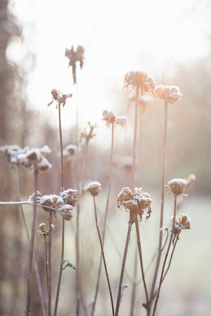 Hoar frost on seed heads in sunshine