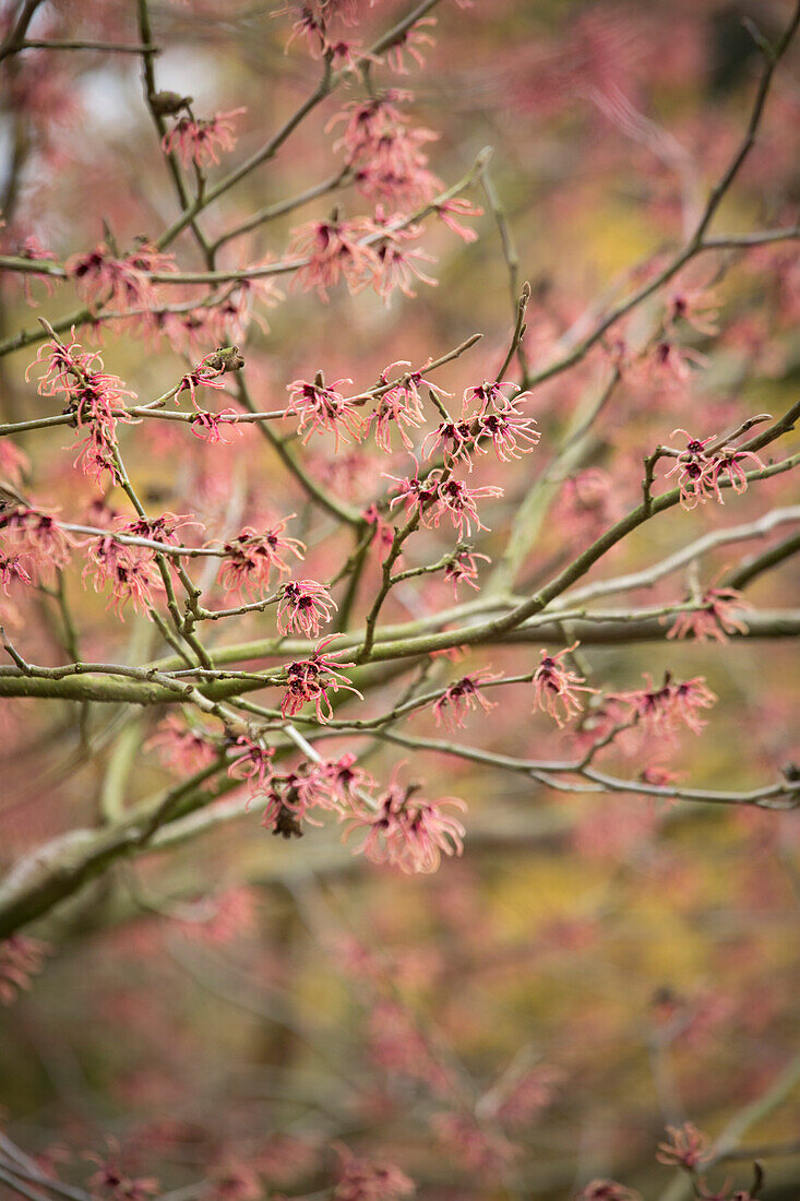 Branch of pink-flowering witch-hazel