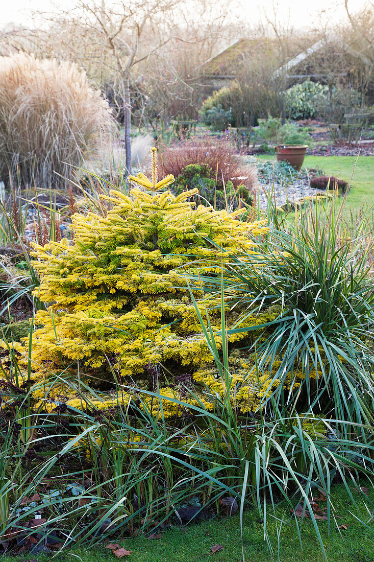 Small conifer in well-tended wintry garden
