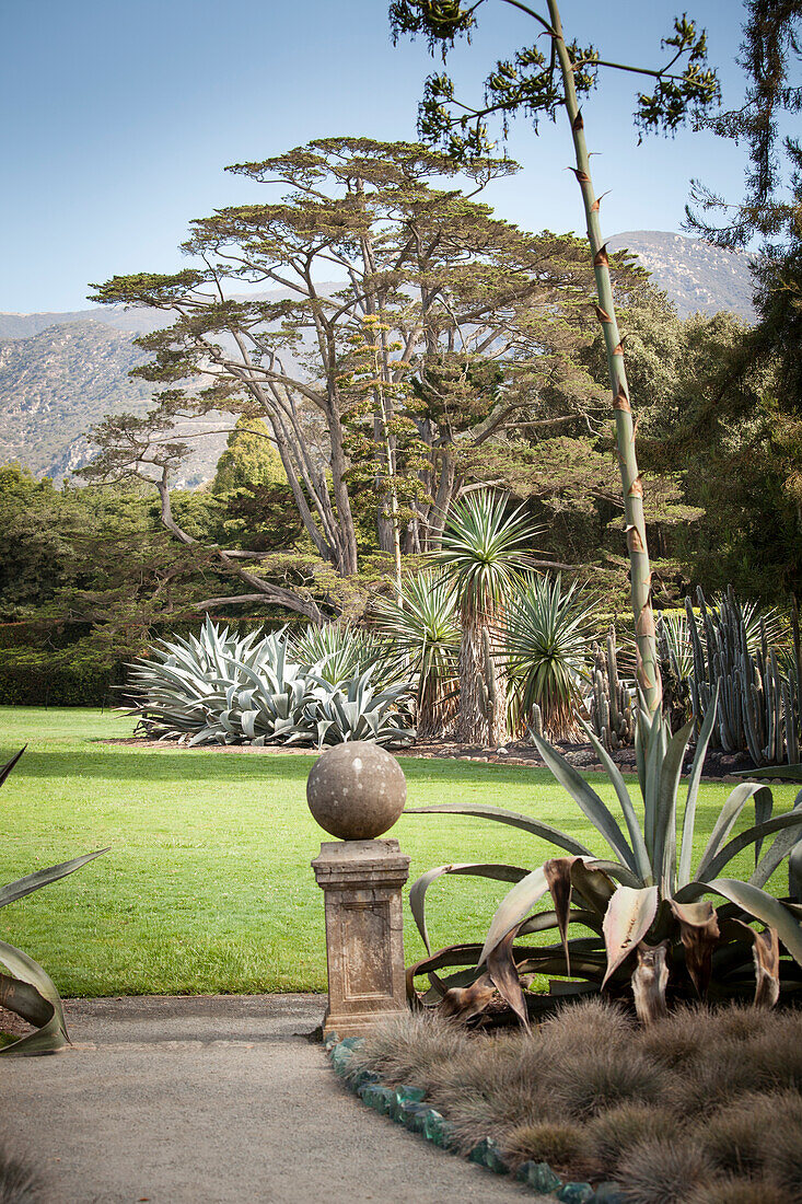 Well-tended lawn, succulents and ceders in exotic garden