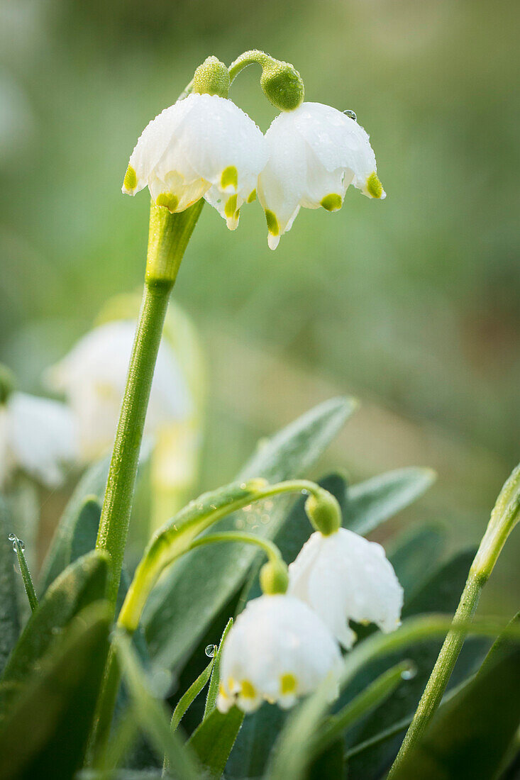 Drops of dew on snowflake flower