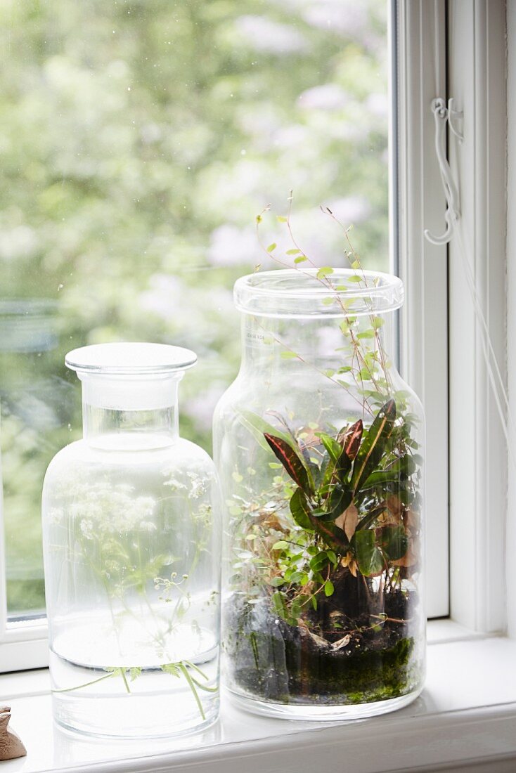 Zwei Apothekergläser mit Pflanzen auf Fenstersims