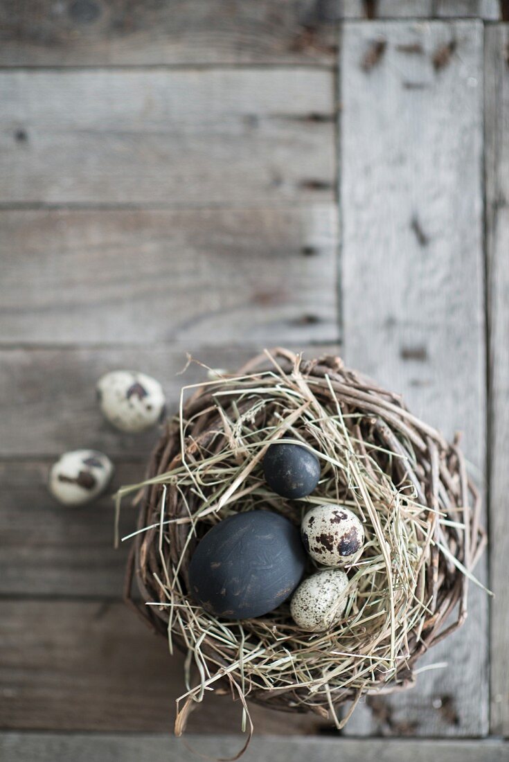 Black eggs and quail eggs in nest on weathered wood