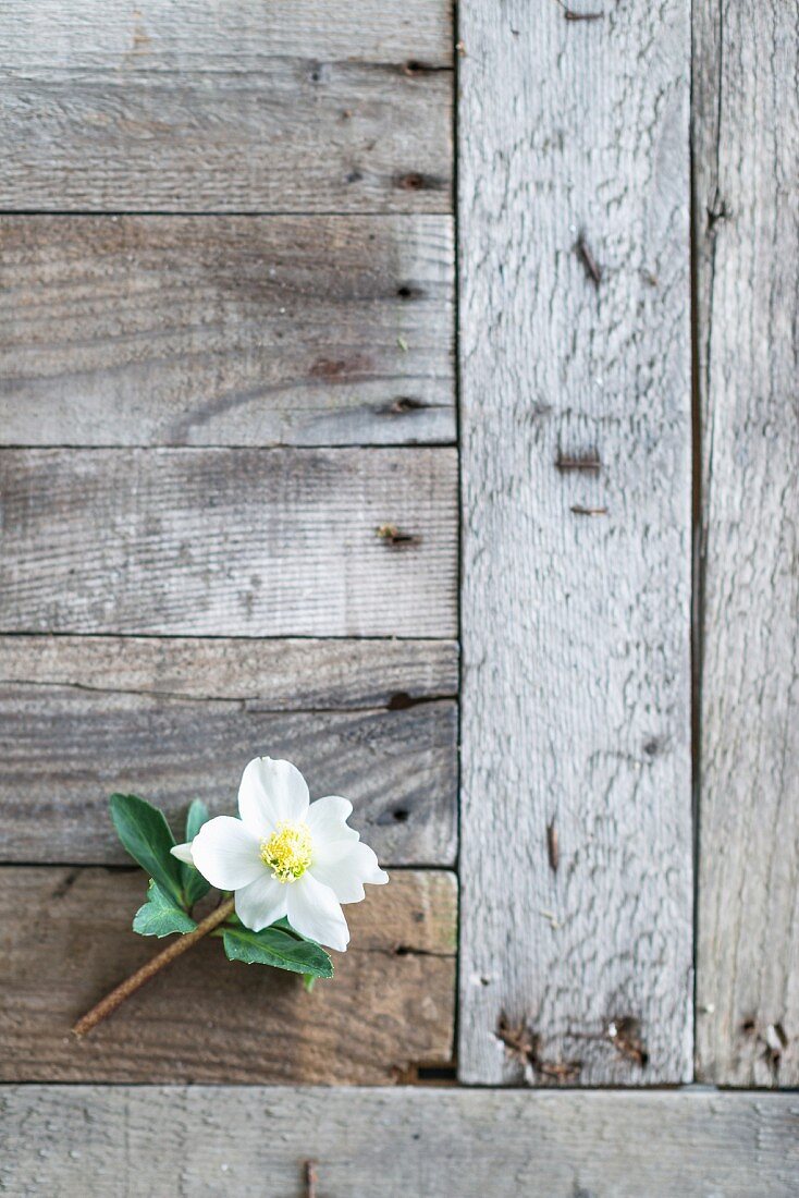 Blüte einer Christrose auf verwitterten Holzbrettern