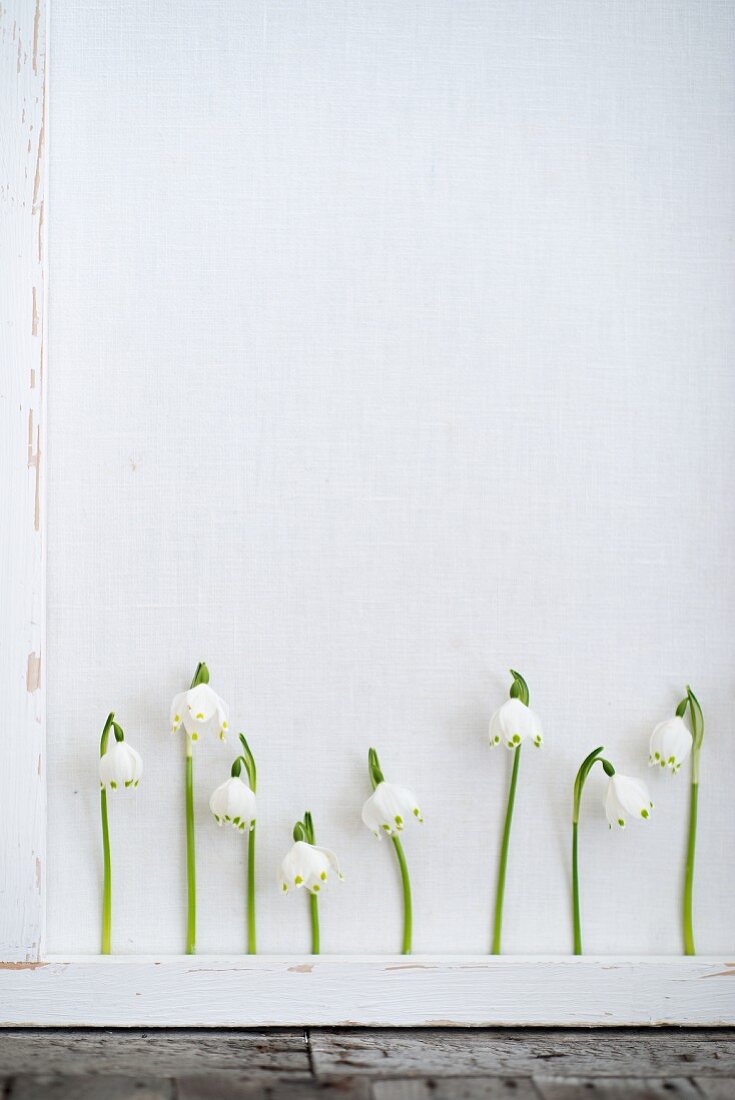 Row of spring snowflake flowers behind white lath