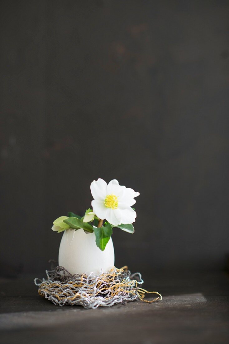 White hellebore flower in egg shell against black background