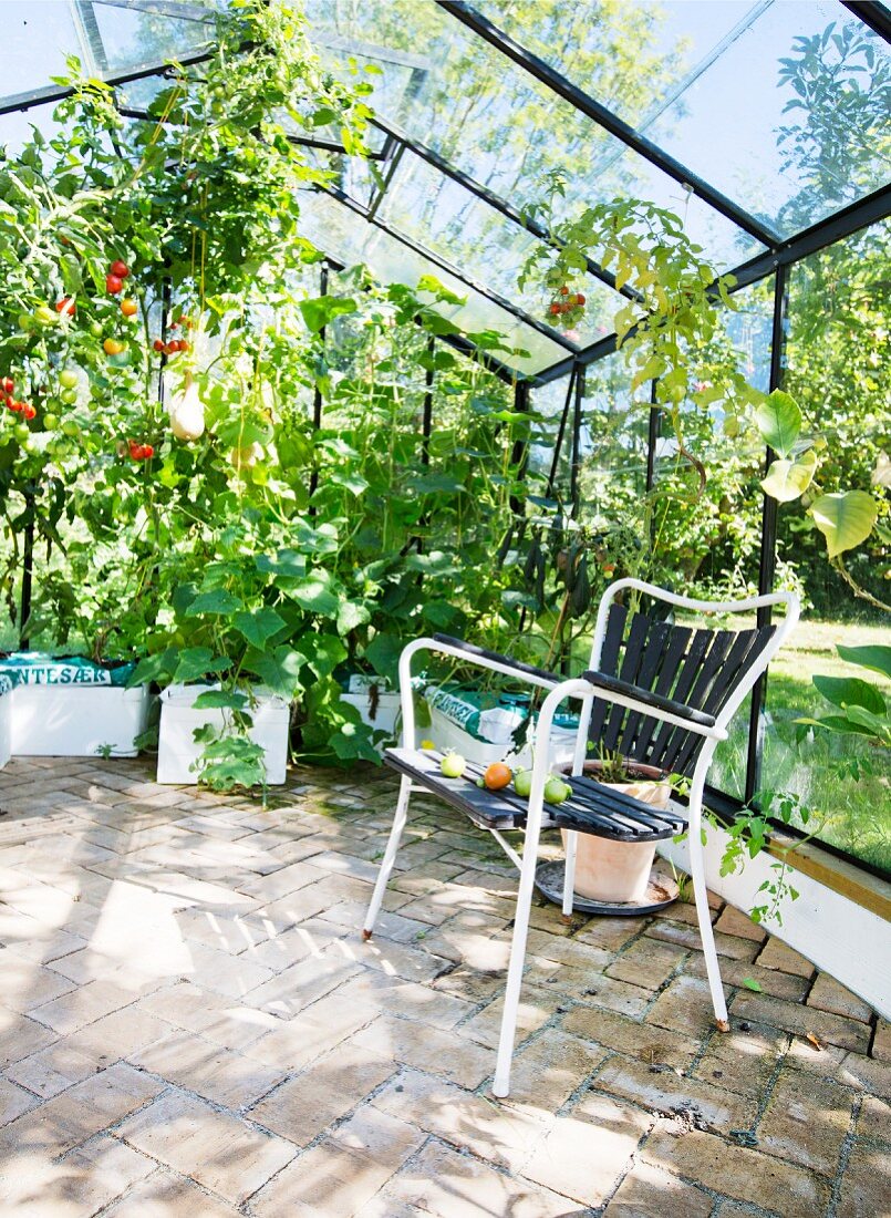 Garden chair on brick floor amongst various vegetable plants in greenhouse