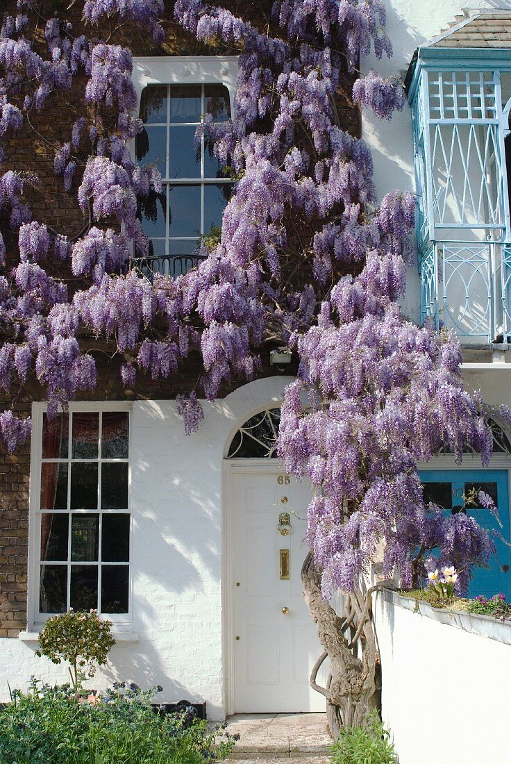 Flowering wisteria climbing up brick house façade