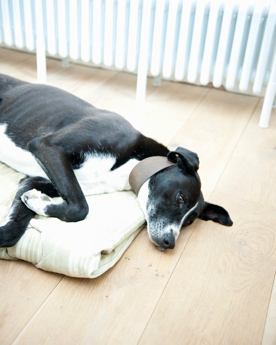 Black dog lying on blanket on wooden floor