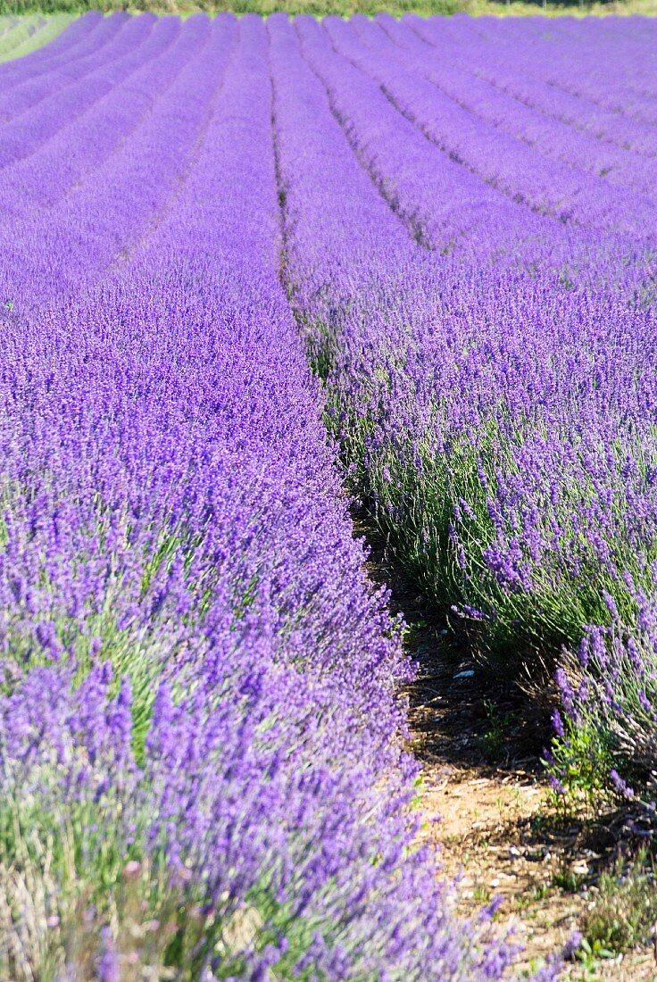 Avenues of grass separate the rows of lavender which stretch as far as the eye can see